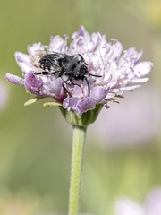 Melecta curvispina