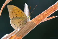 Tanaecia julii
