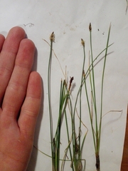 Eleocharis uniglumis
