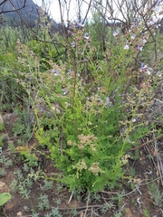 Salvia chamelaeagnea