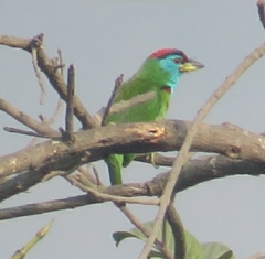 Psilopogon asiaticus