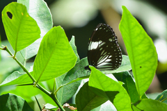 Euploea radamanthus