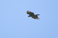 Nisaetus nipalensis