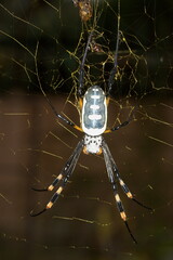 Trichonephila senegalensis