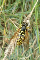 Chrysotoxum elegans