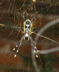 Trichonephila senegalensis
