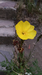 Oenothera stricta