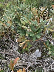 Banksia paludosa
