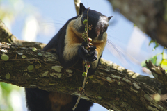 Ratufa bicolor