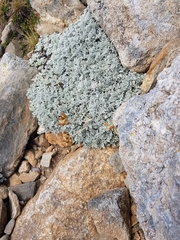 Jacobaea leucophylla