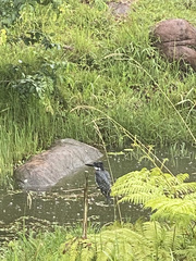 Megaceryle maxima maxima