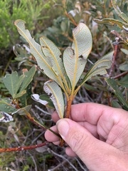 Banksia paludosa