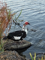 Cairina moschata domestica