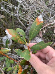 Banksia paludosa