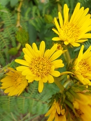 Berkheya herbacea