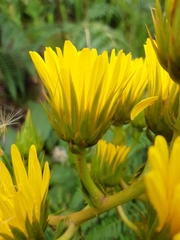 Berkheya herbacea