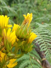 Berkheya herbacea