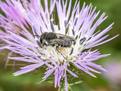 Megachile canariensis