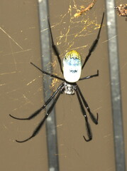 Trichonephila fenestrata