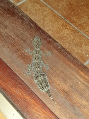 Carphodactylidae