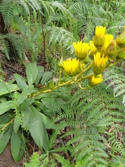 Berkheya herbacea