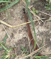 Tantilla melanocephala