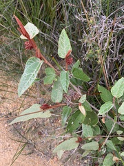 Lasiopetalum macrophyllum