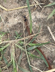 Tantilla melanocephala