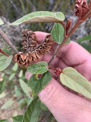 Lasiopetalum macrophyllum