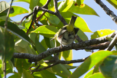 Zosterops erythropleurus