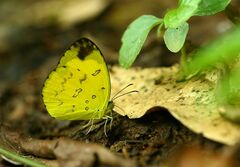 Eurema nilgiriensis