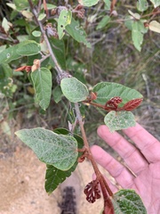 Lasiopetalum macrophyllum