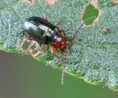 Chrysomeloidea