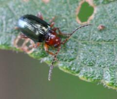 Chrysomeloidea