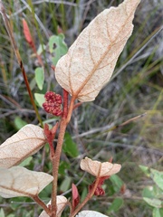 Lasiopetalum macrophyllum