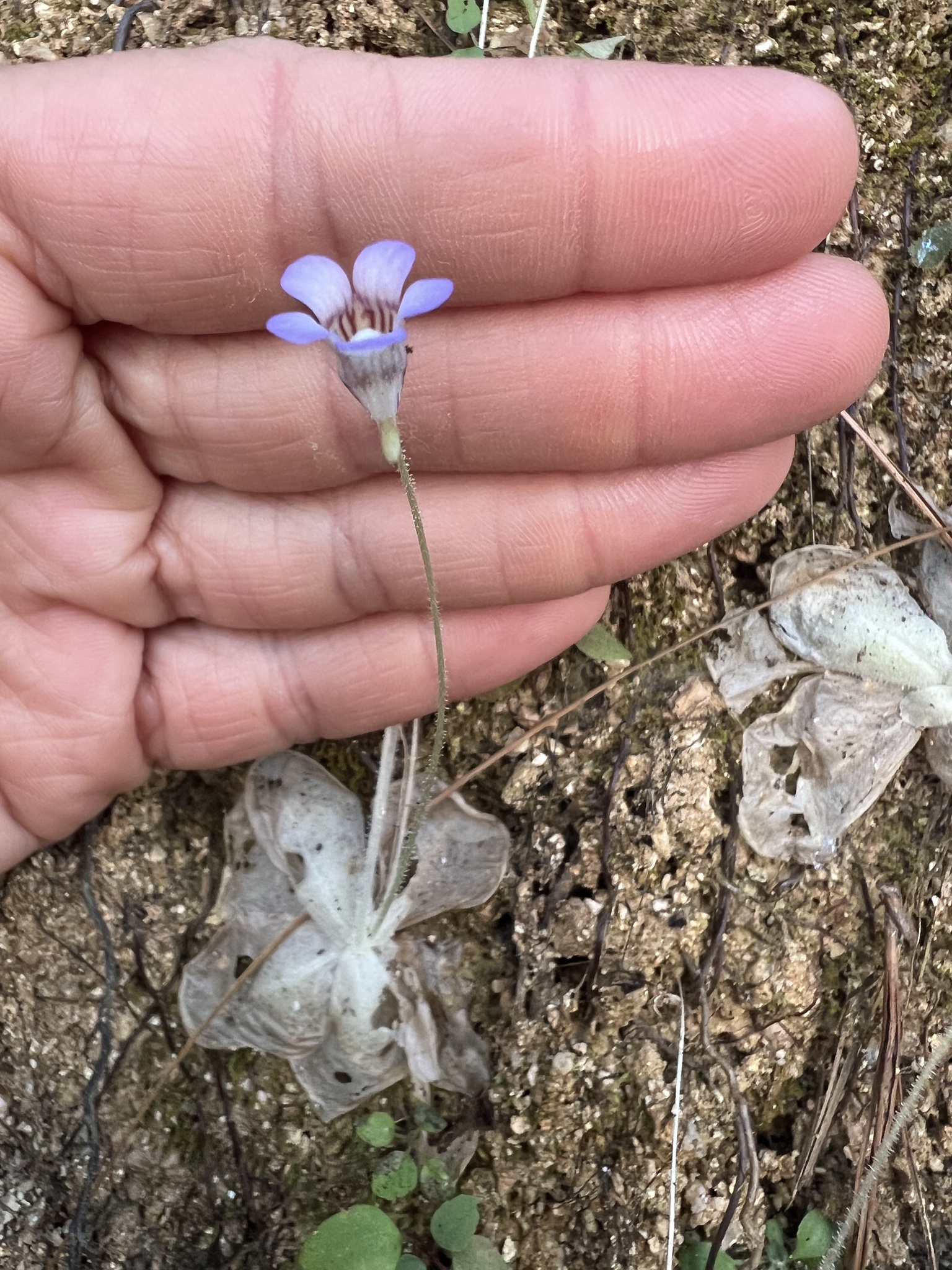 Pinguicula lilacina Schltdl. & Cham. 2
