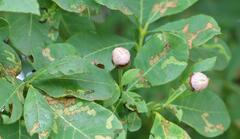 Dais cotinifolia