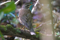 Turdus obscurus