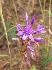 Thereianthus spicatus