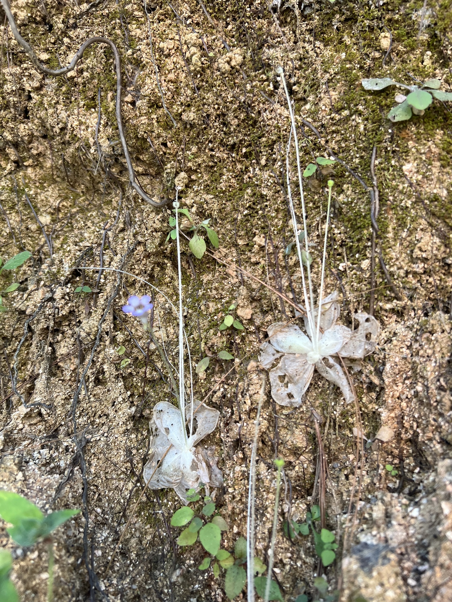 Pinguicula lilacina Schltdl. & Cham. 4