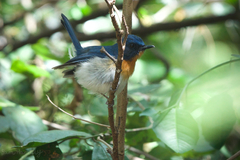 Cyornis sumatrensis