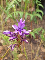 Thereianthus spicatus