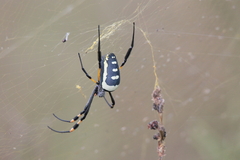 Trichonephila senegalensis