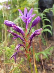 Thereianthus spicatus