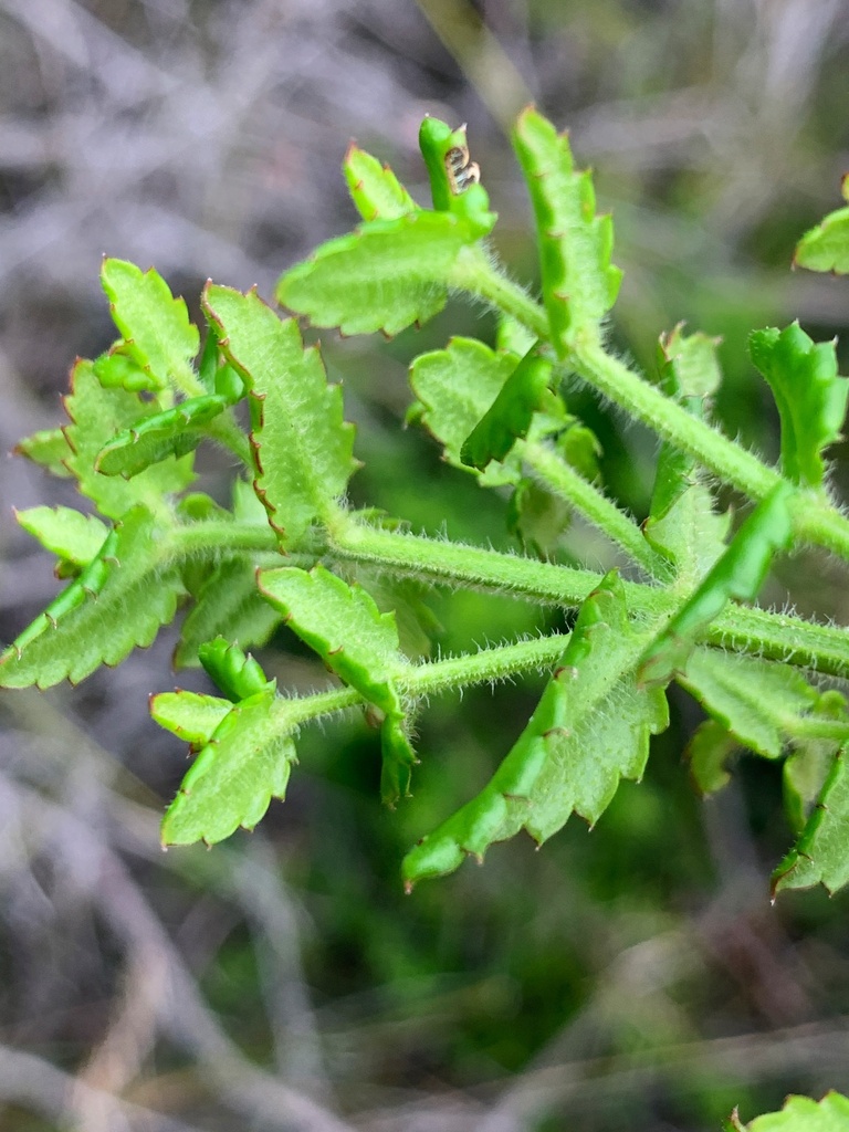 Raspwort (Gonocarpus teucrioides) - Botanical Realm