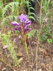 Thereianthus spicatus