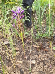 Thereianthus spicatus