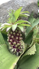 Eucomis