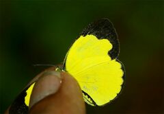 Eurema nilgiriensis
