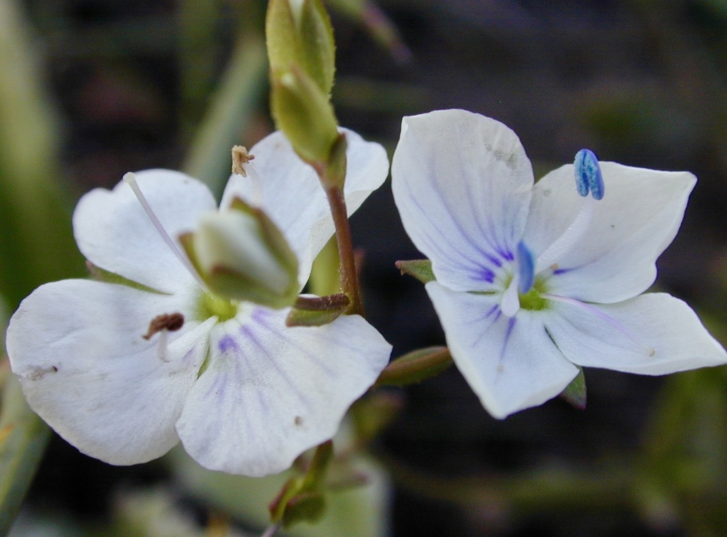 Veronica parnkalliana